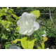 Keltapihajasmike (Philadelphus coronarius 'Aureus')